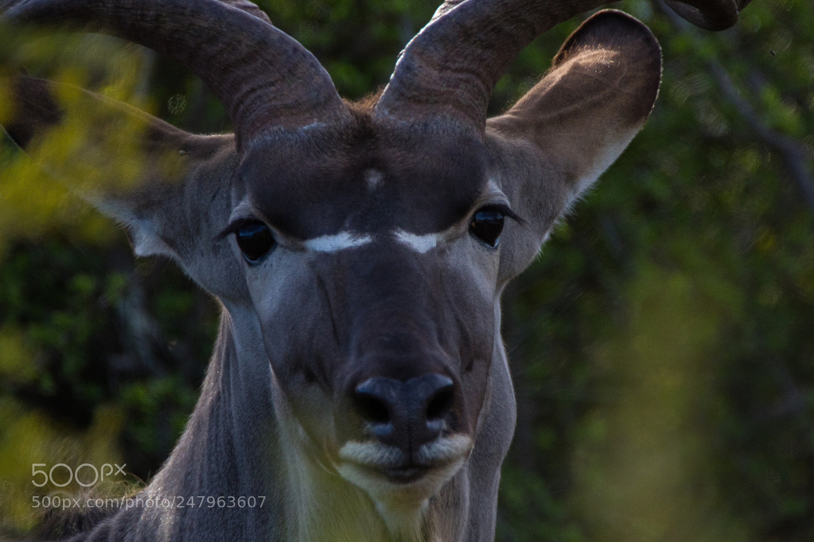 Canon EOS 7D Mark II sample photo. Kudu close photography