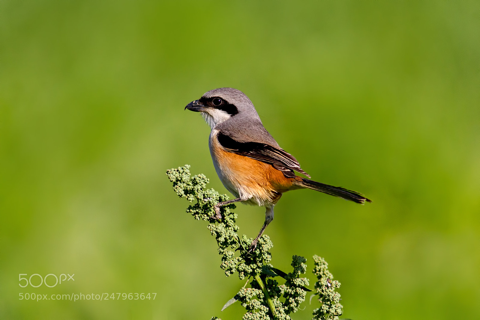 Canon EOS 7D sample photo. Long tailed shrike... photography