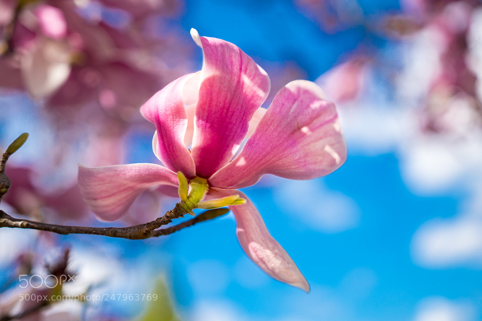Sony a6300 sample photo. Magnolia photography