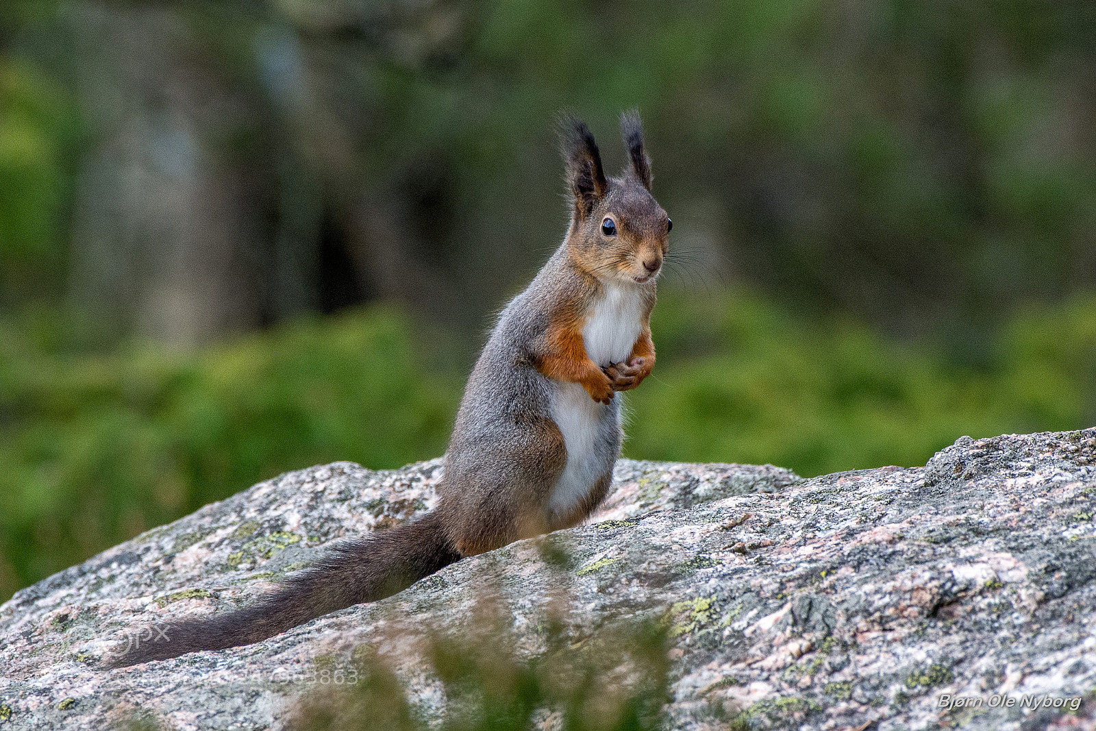 Nikon D7200 sample photo. Looking at me photography