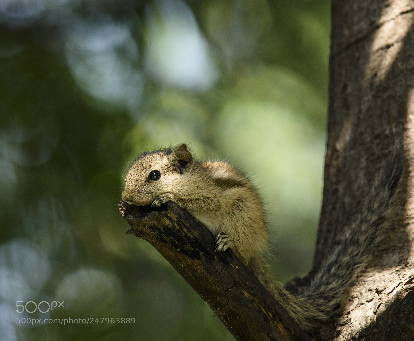 Nikon D7200 sample photo. Cuteness! photography