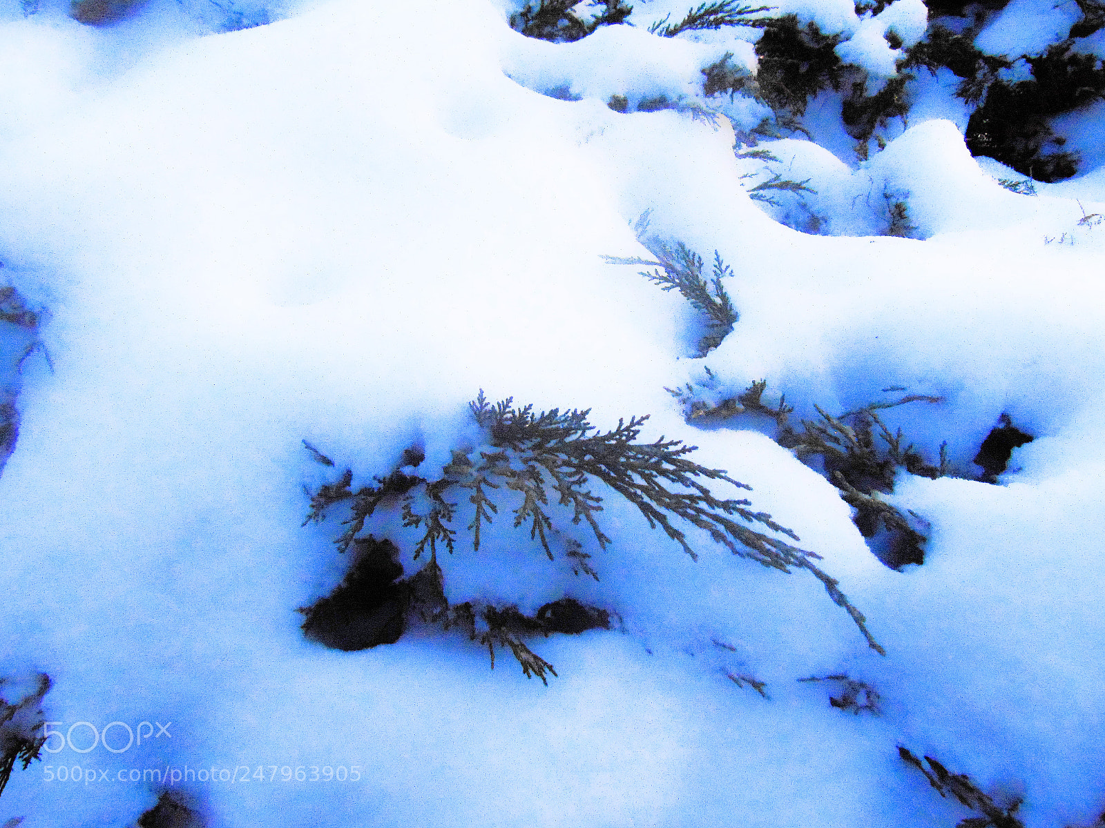Sony Cyber-shot DSC-H300 sample photo. Winter photography