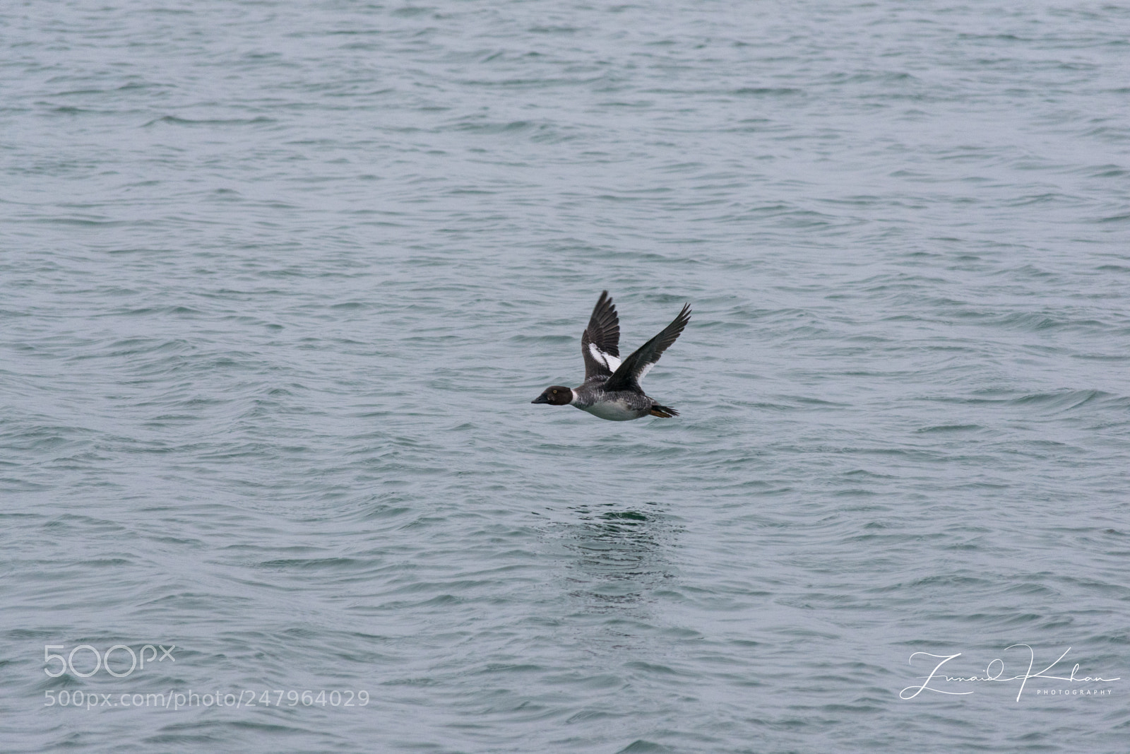 Nikon D3400 sample photo. Goldeneye duck photography