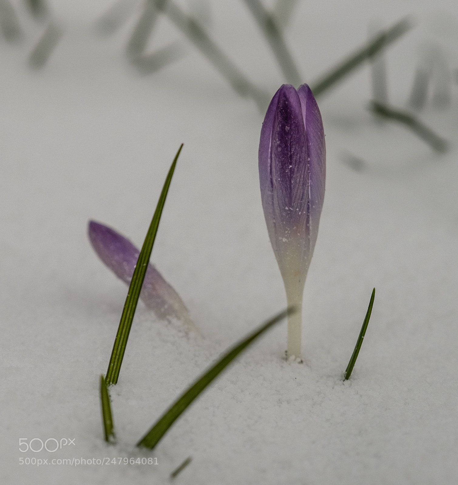 Fujifilm X-T2 sample photo. Crocus in the snow photography