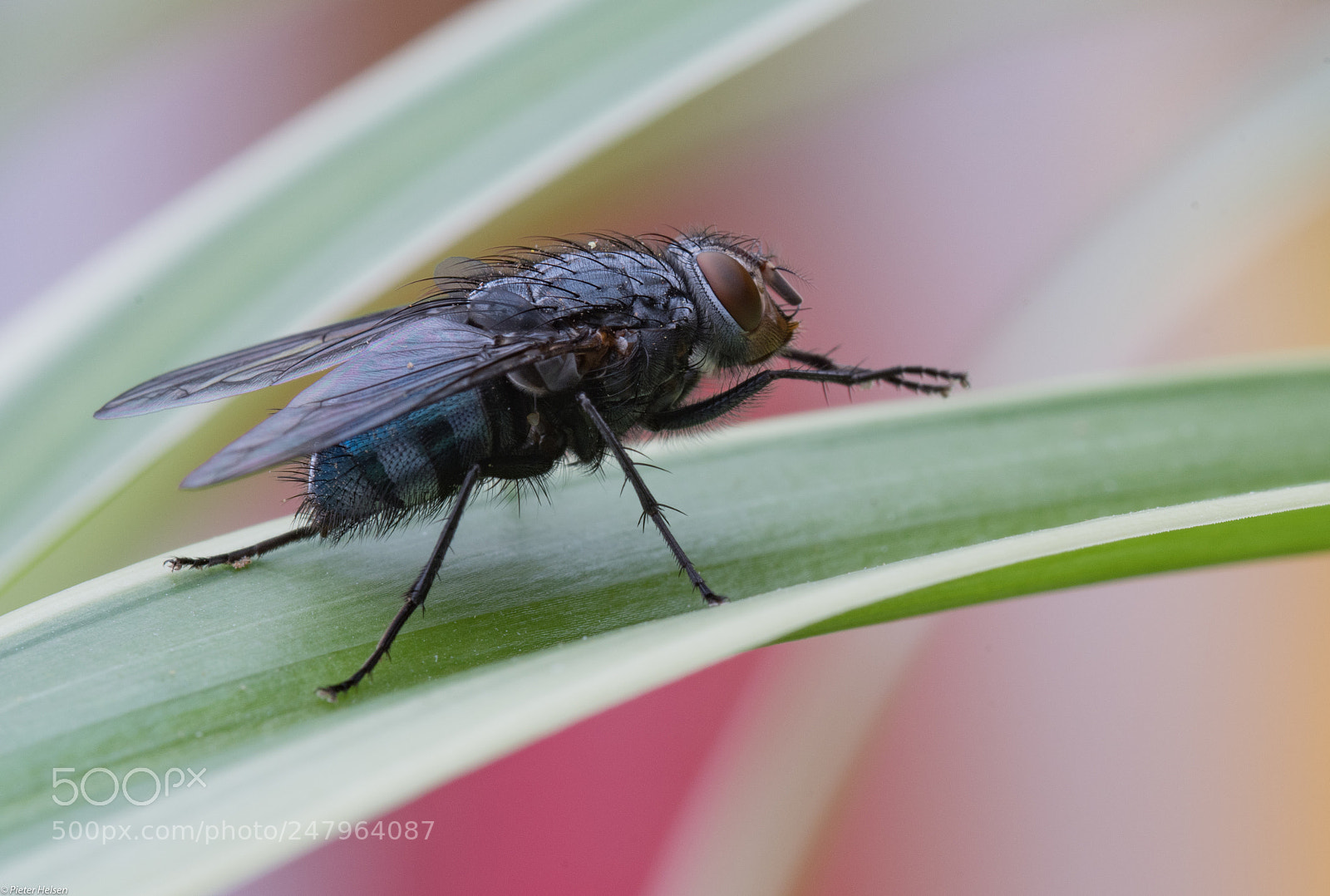 Nikon D500 sample photo. House fly photography