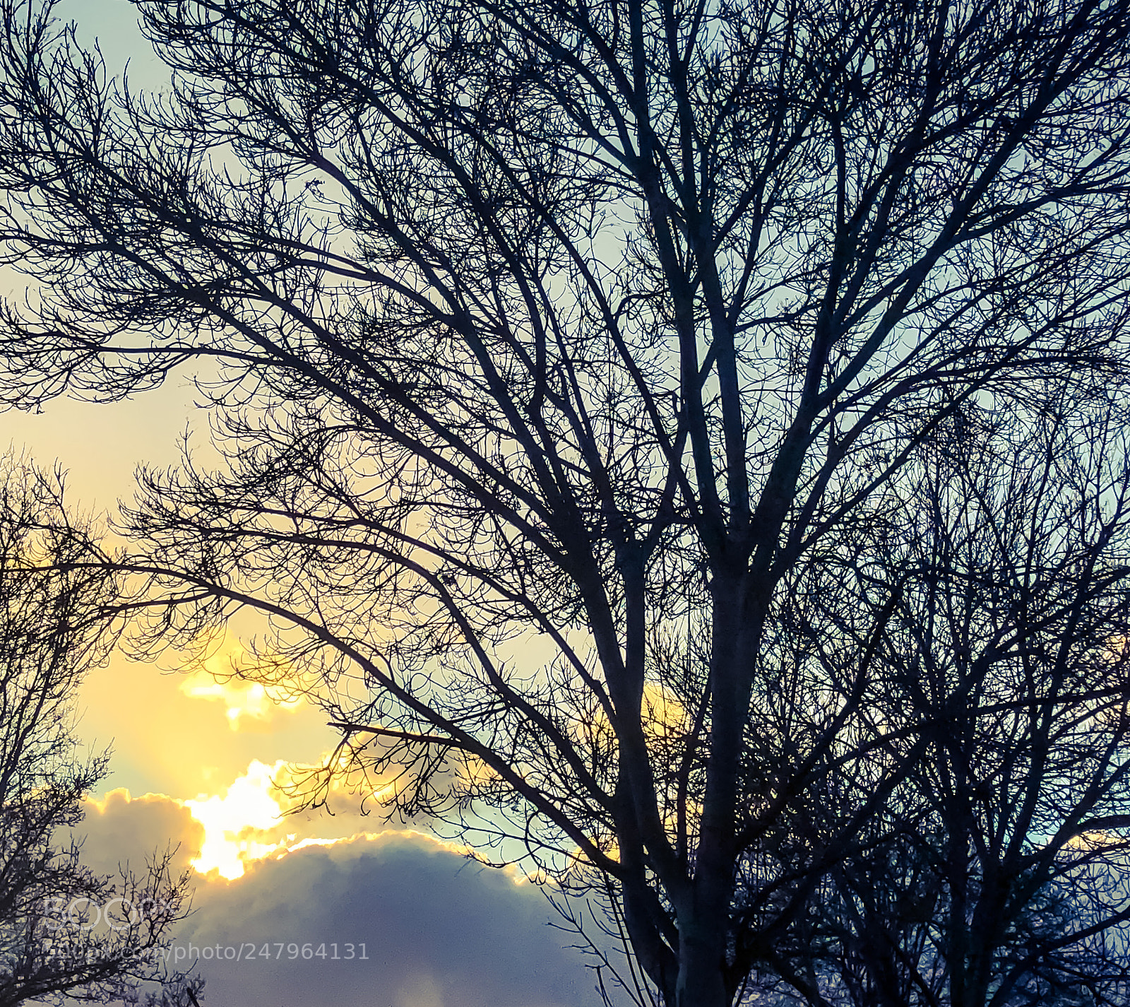 Apple iPhone 8 Plus sample photo. Tree in the clouds photography