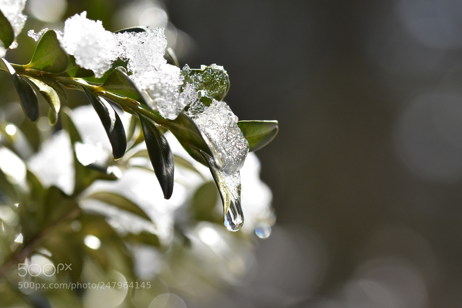 Nikon D3400 sample photo. Spring thaw photography