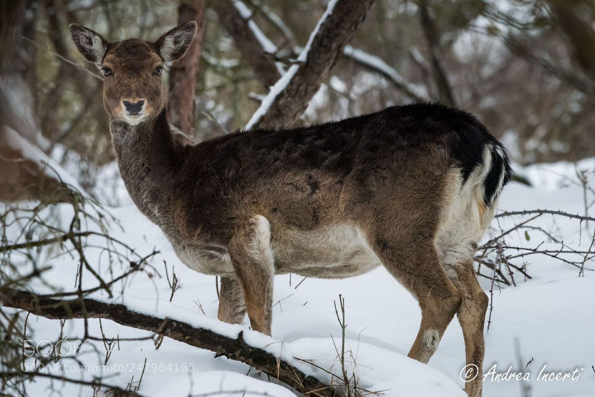 Nikon D810 sample photo. Fallow deer

(dama dama) photography