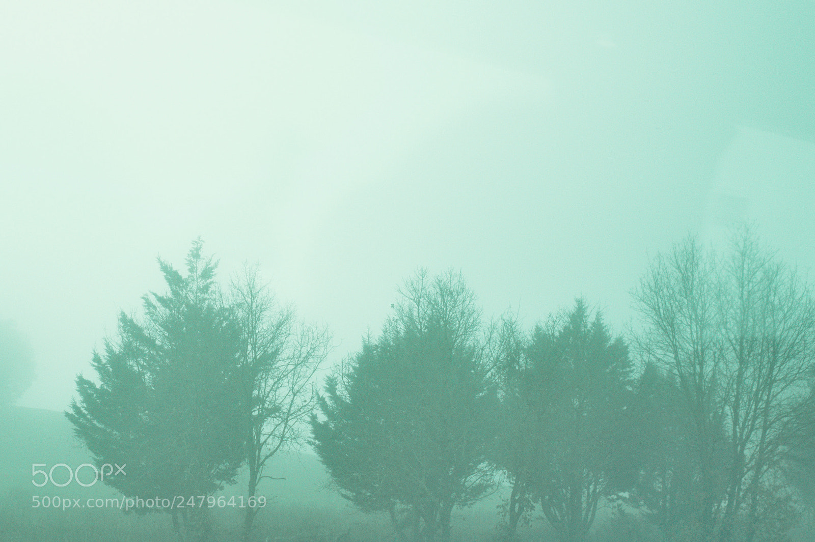Nikon D3200 sample photo. Green mist photography