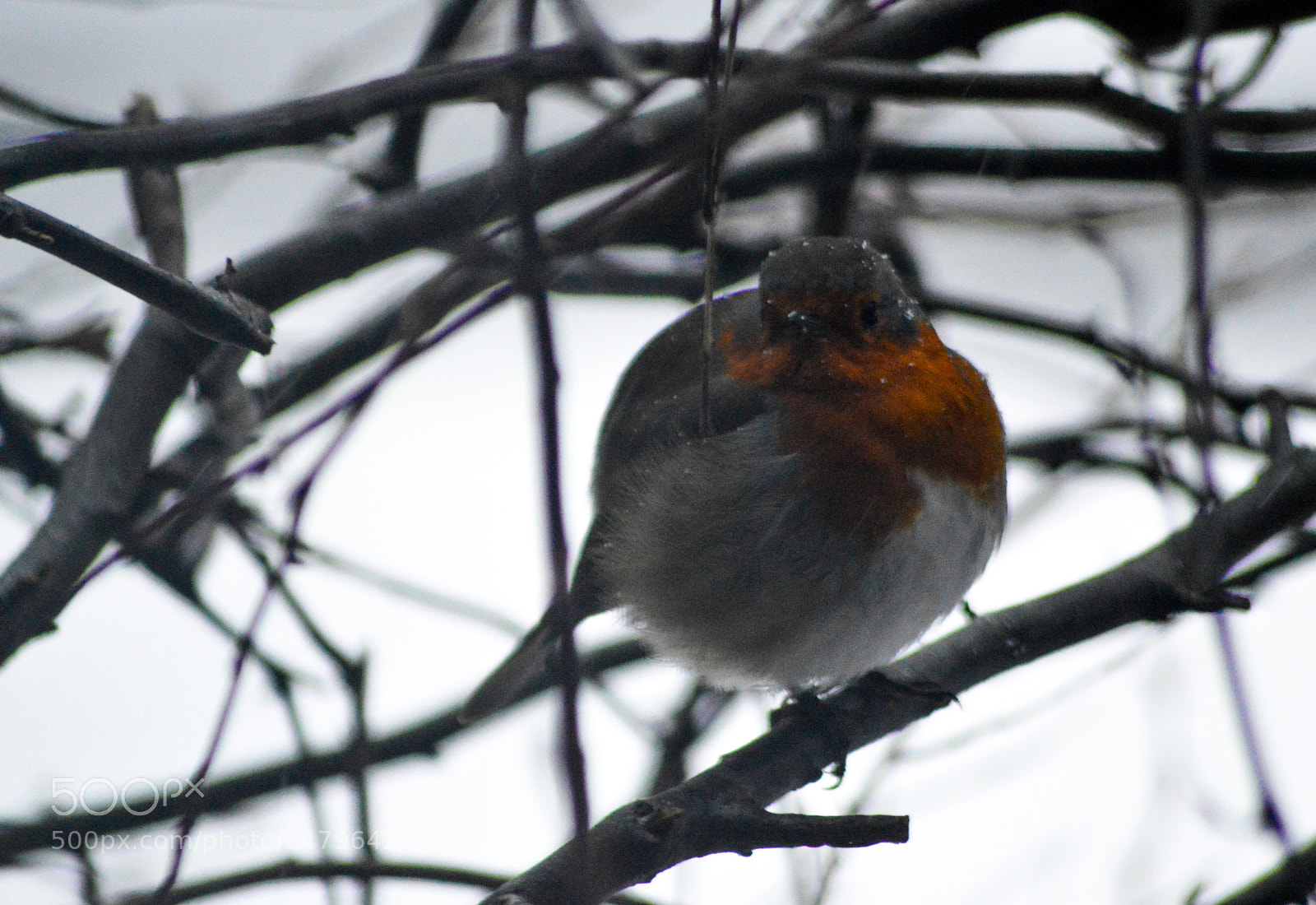 Nikon D3200 sample photo. Robin photography