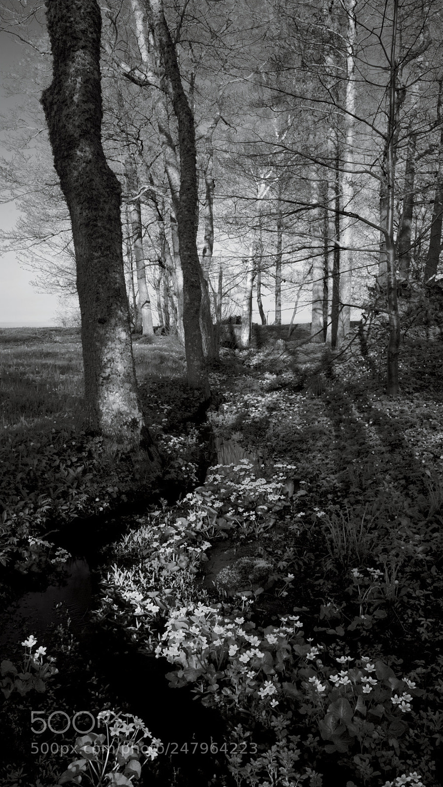 Canon EOS 5D sample photo. B&w photography