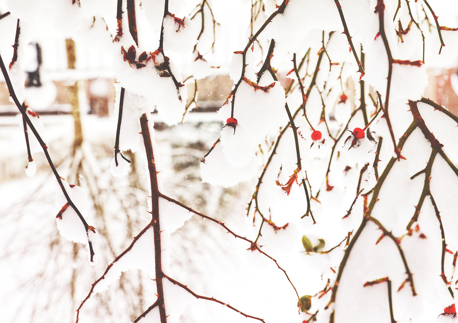 Canon EOS 5DS R sample photo. Snow cherry photography