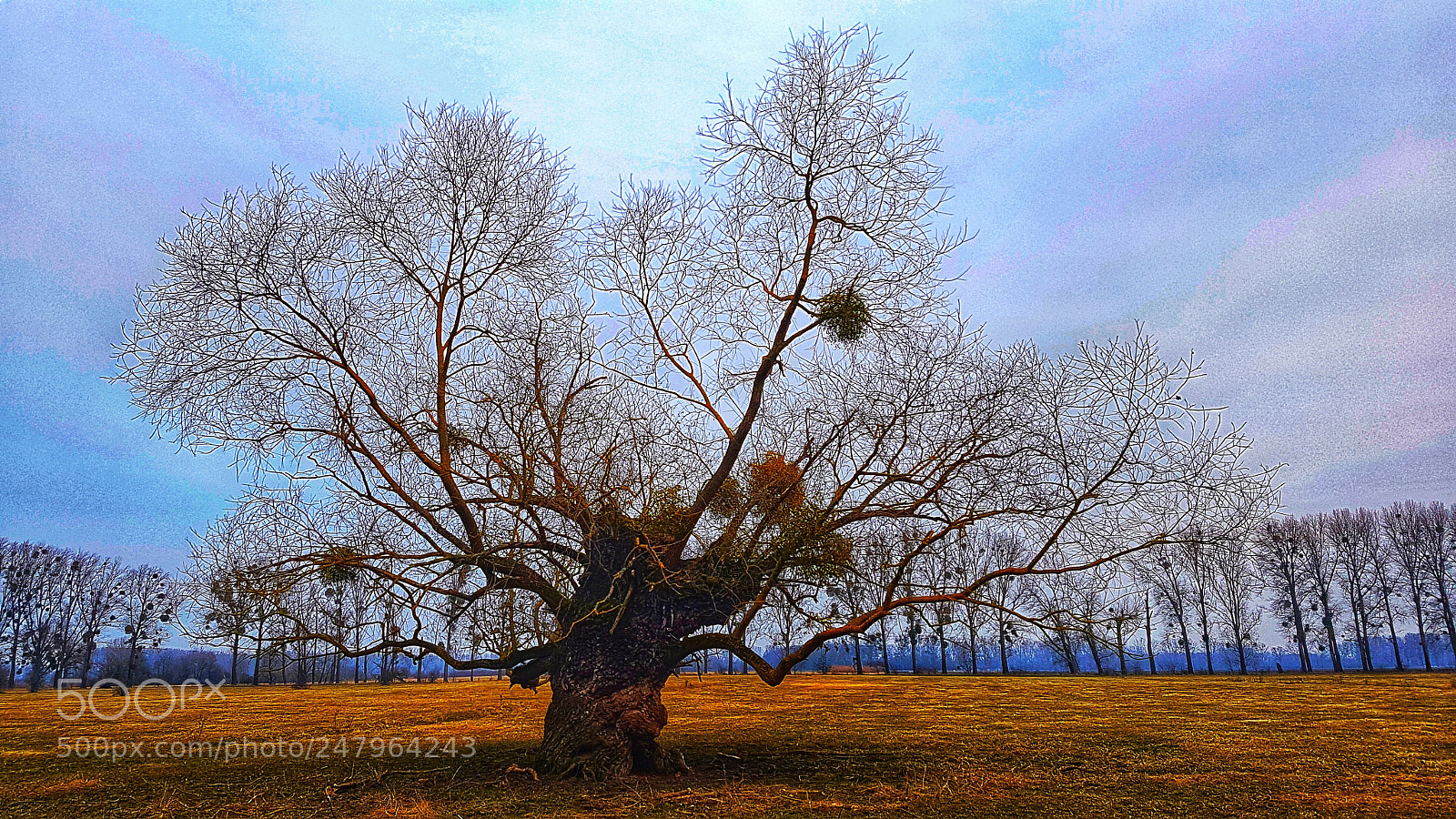 Samsung Galaxy S7 Edge sample photo. Old tree! photography
