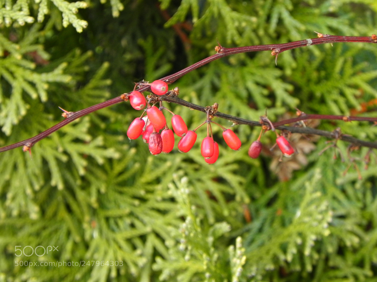 Nikon Coolpix P100 sample photo. Reddish photography