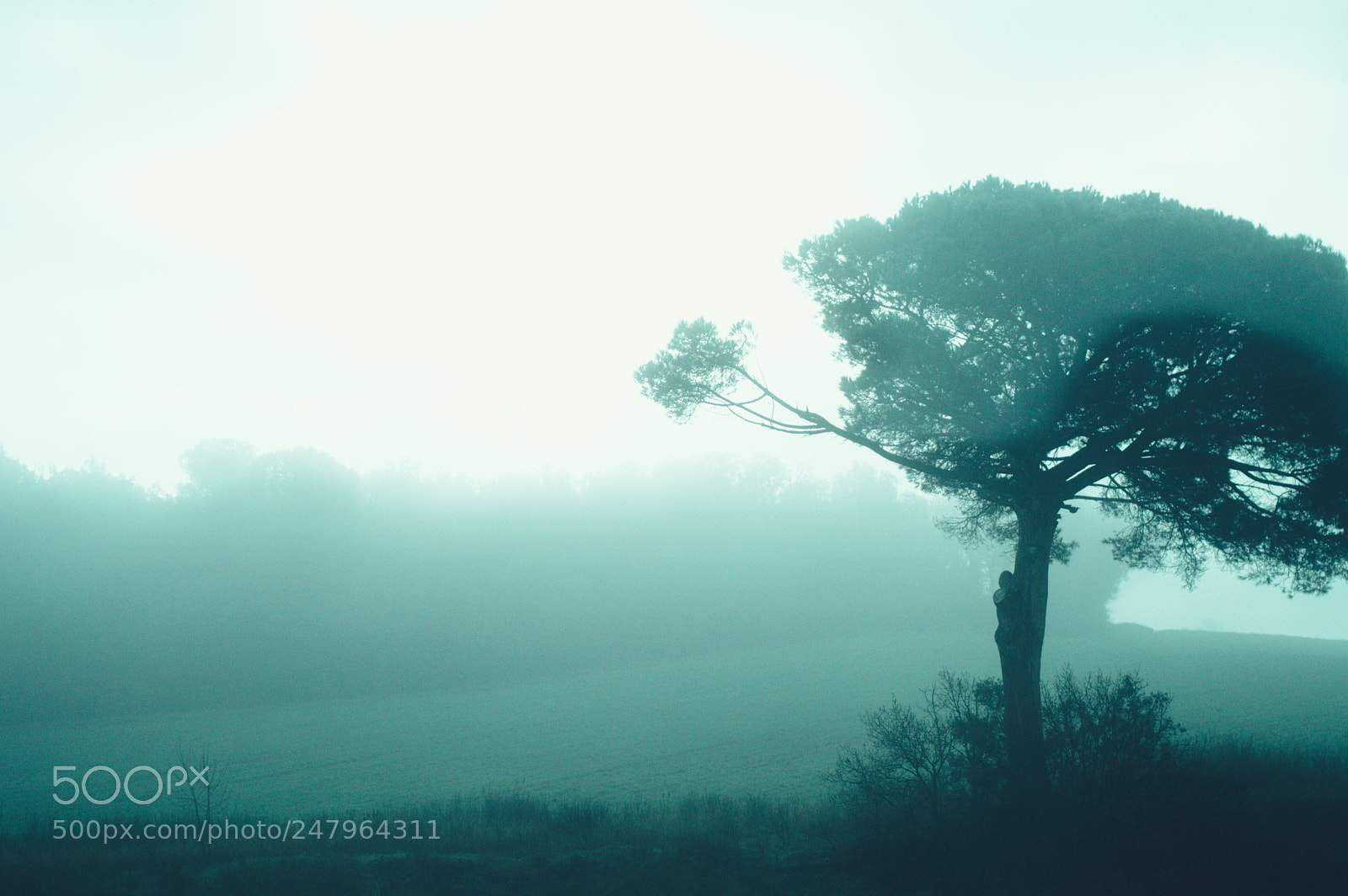 Nikon D3200 sample photo. Tree in the mist photography
