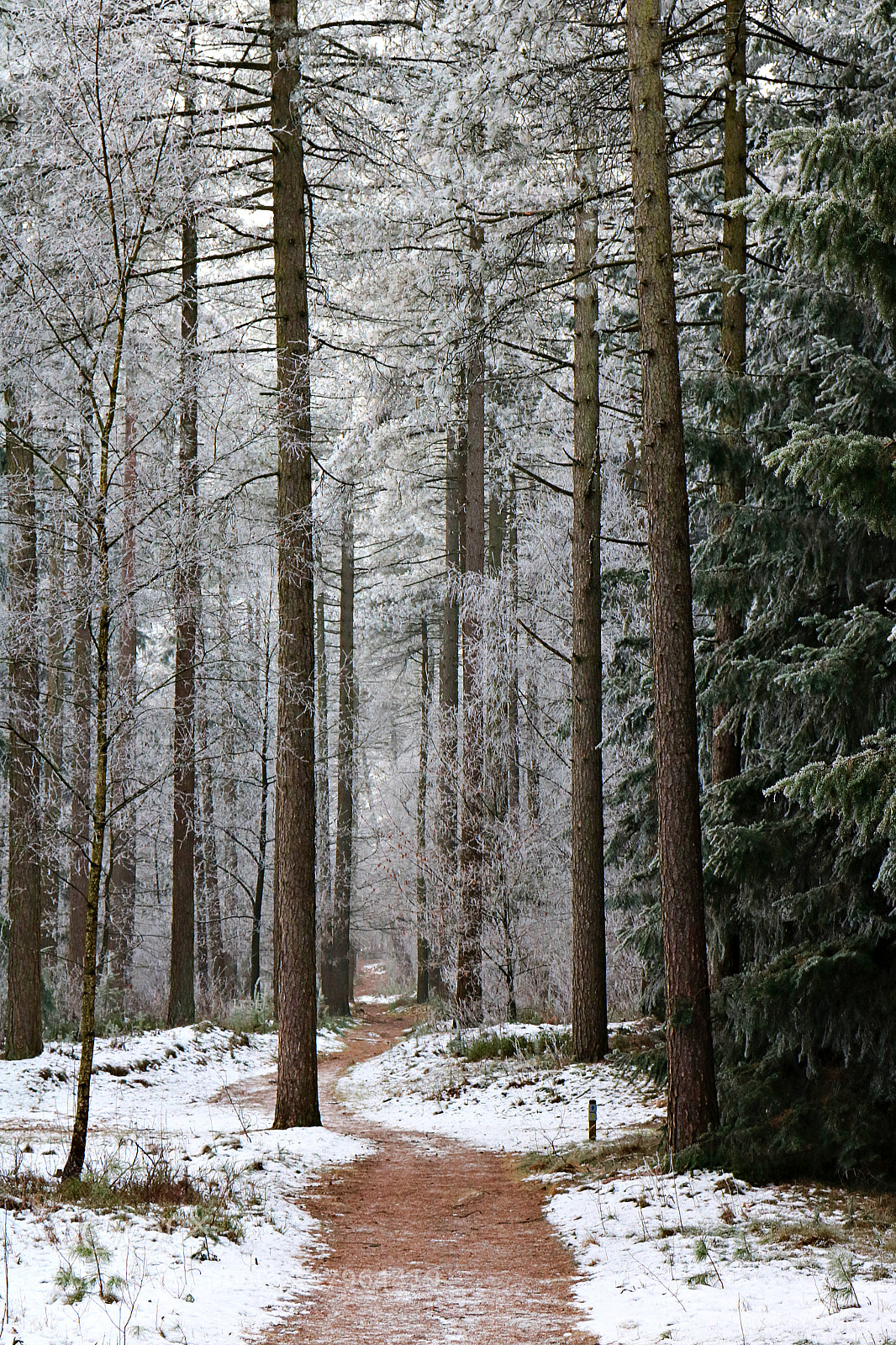 Canon EOS 750D (EOS Rebel T6i / EOS Kiss X8i) sample photo. Winter trail photography