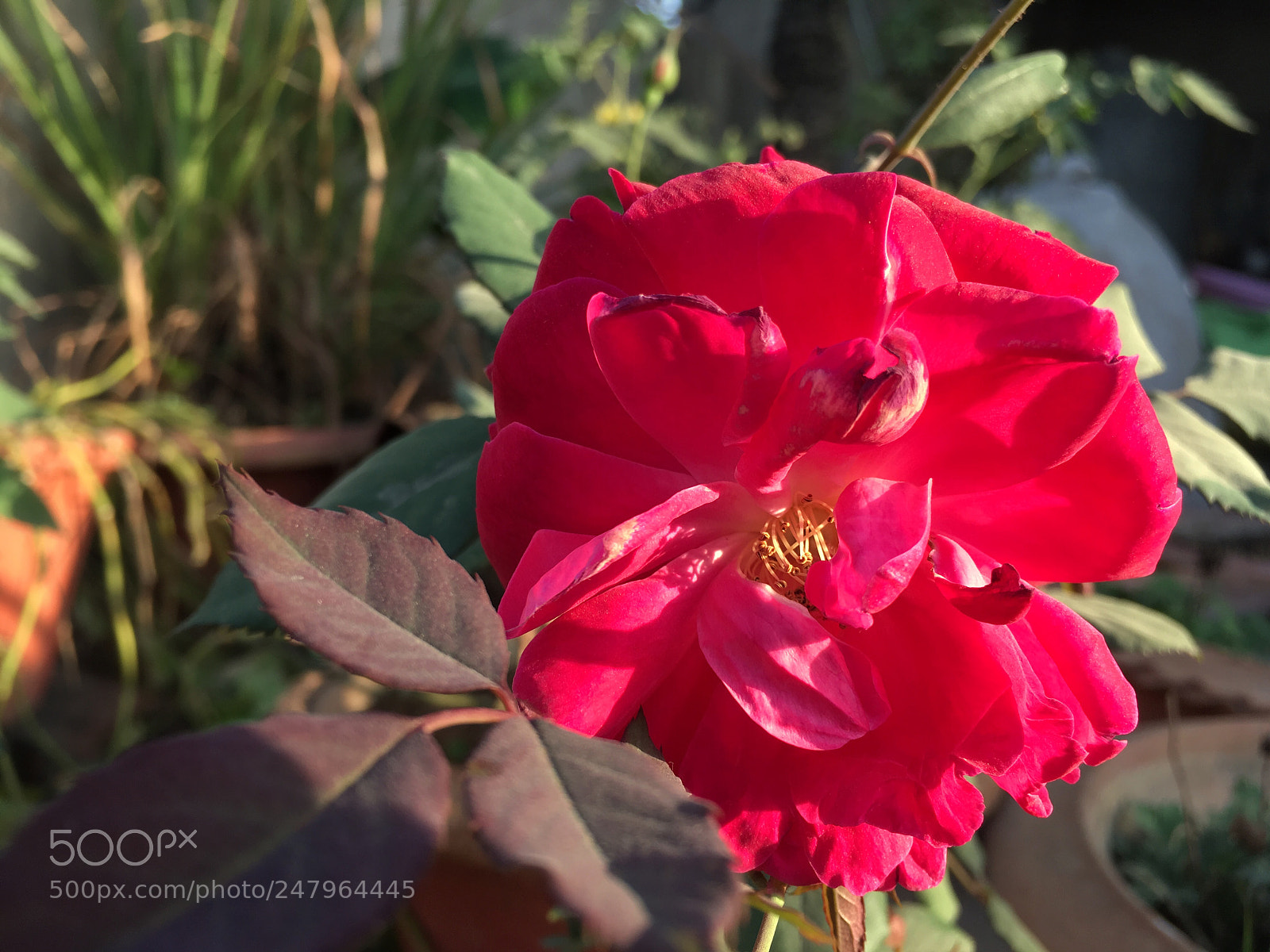 Apple iPhone SE sample photo. Img photography