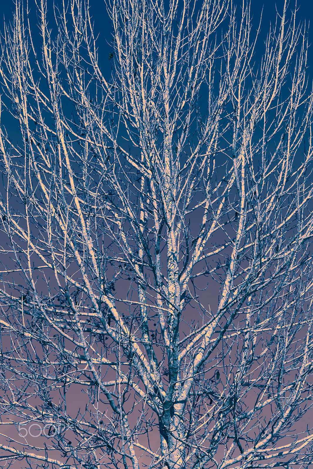 Canon EF 100mm F2.8L Macro IS USM sample photo. Branches of a tree photography