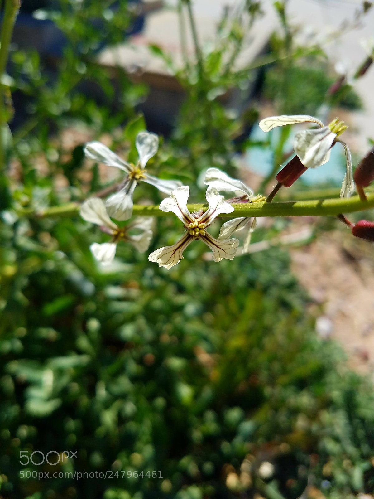 Samsung Galaxy S7 sample photo. ?? photography