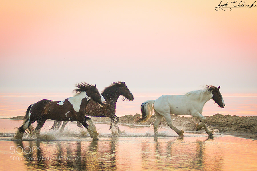 Canon EOS 7D sample photo. Horses photography