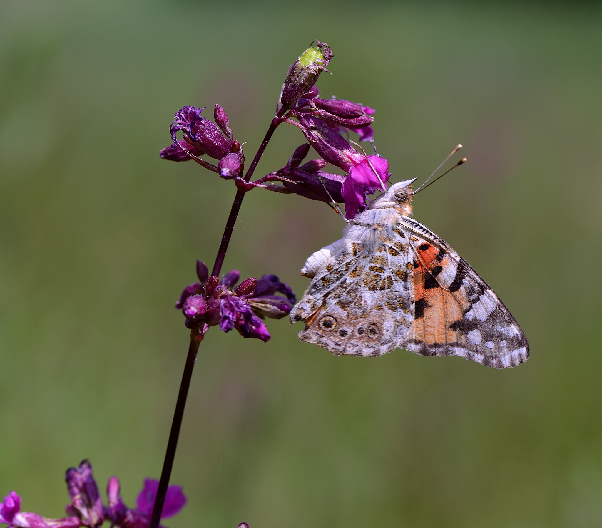 Nikon AF-S Micro-Nikkor 105mm F2.8G IF-ED VR sample photo. Vanessa cardui. photography