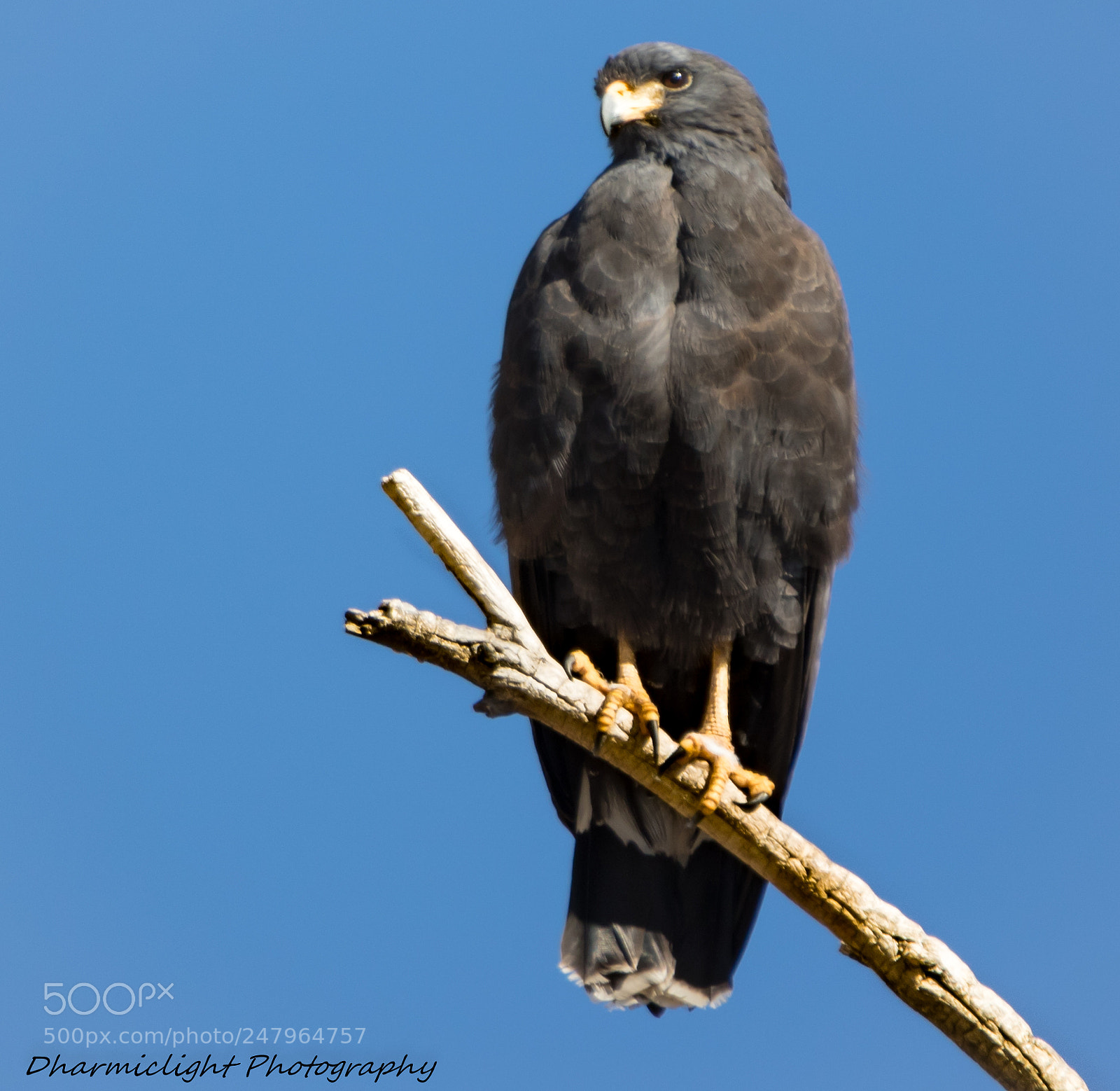 Canon EOS 7D Mark II sample photo. Common black hawk photography