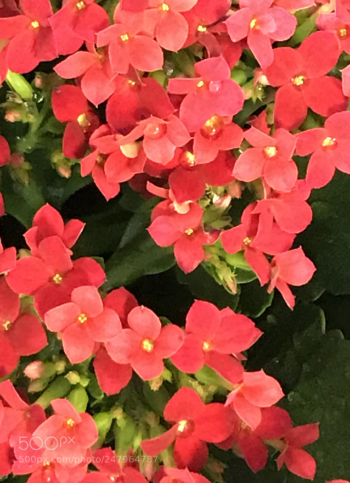 Apple iPhone 7 Plus sample photo. Red friday photography