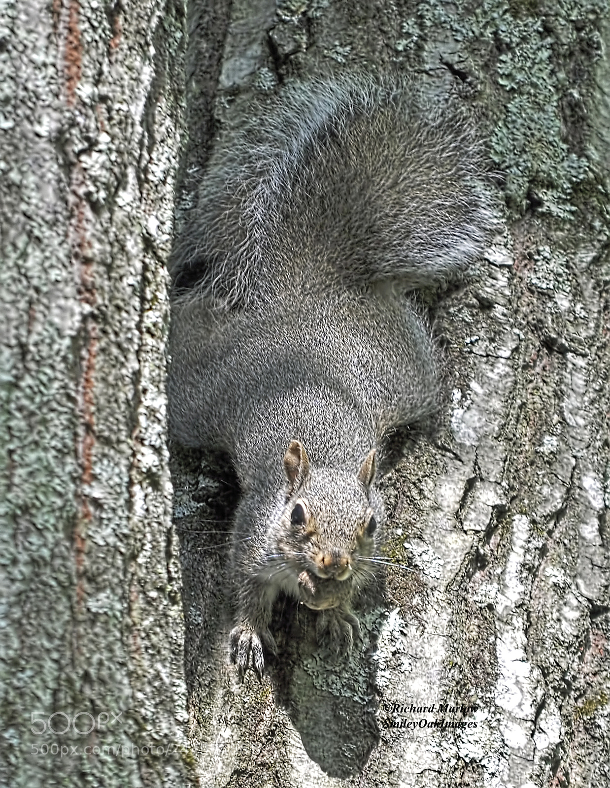 Nikon D5000 sample photo. Squirrel with nut photography