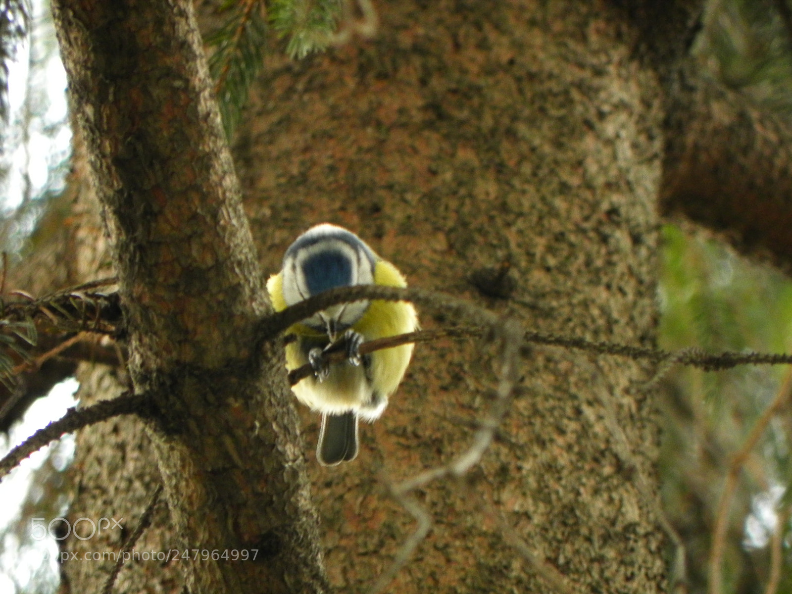 Nikon Coolpix P100 sample photo. This seed is mine photography