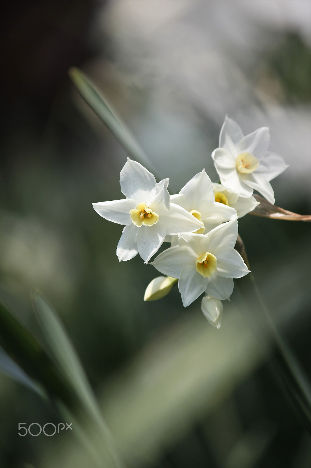 Canon EF-S 55-250mm F4-5.6 IS II sample photo. In the dream photography