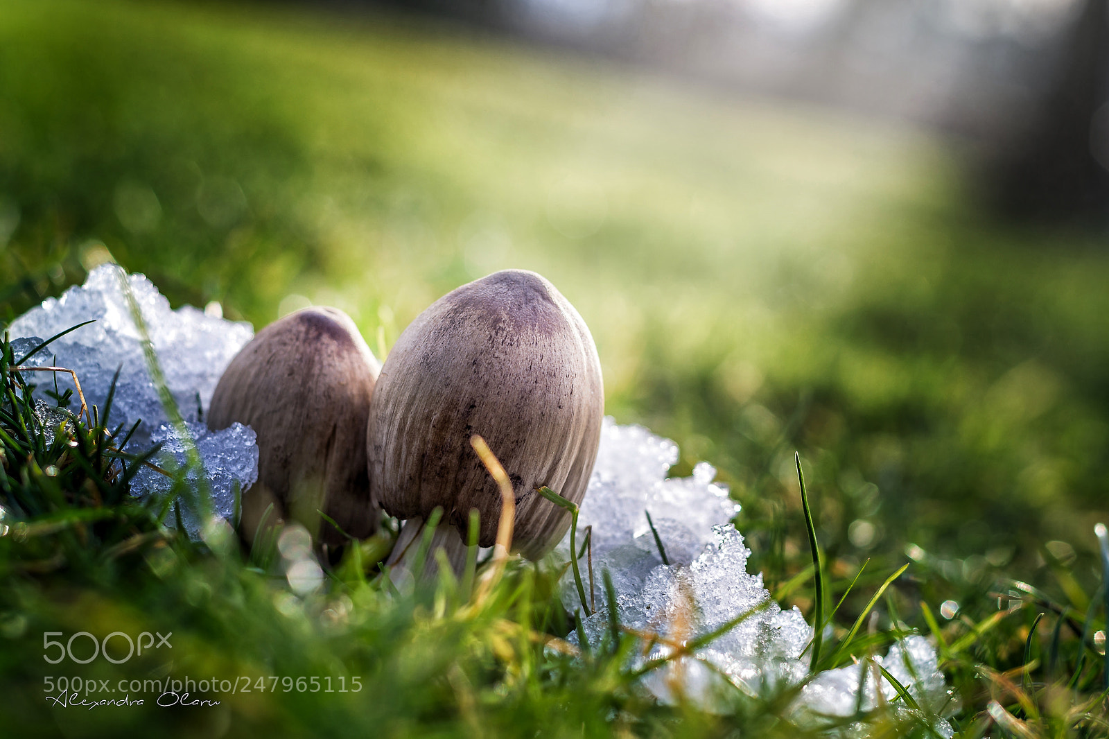 Nikon D7200 sample photo. Mushrooms photography