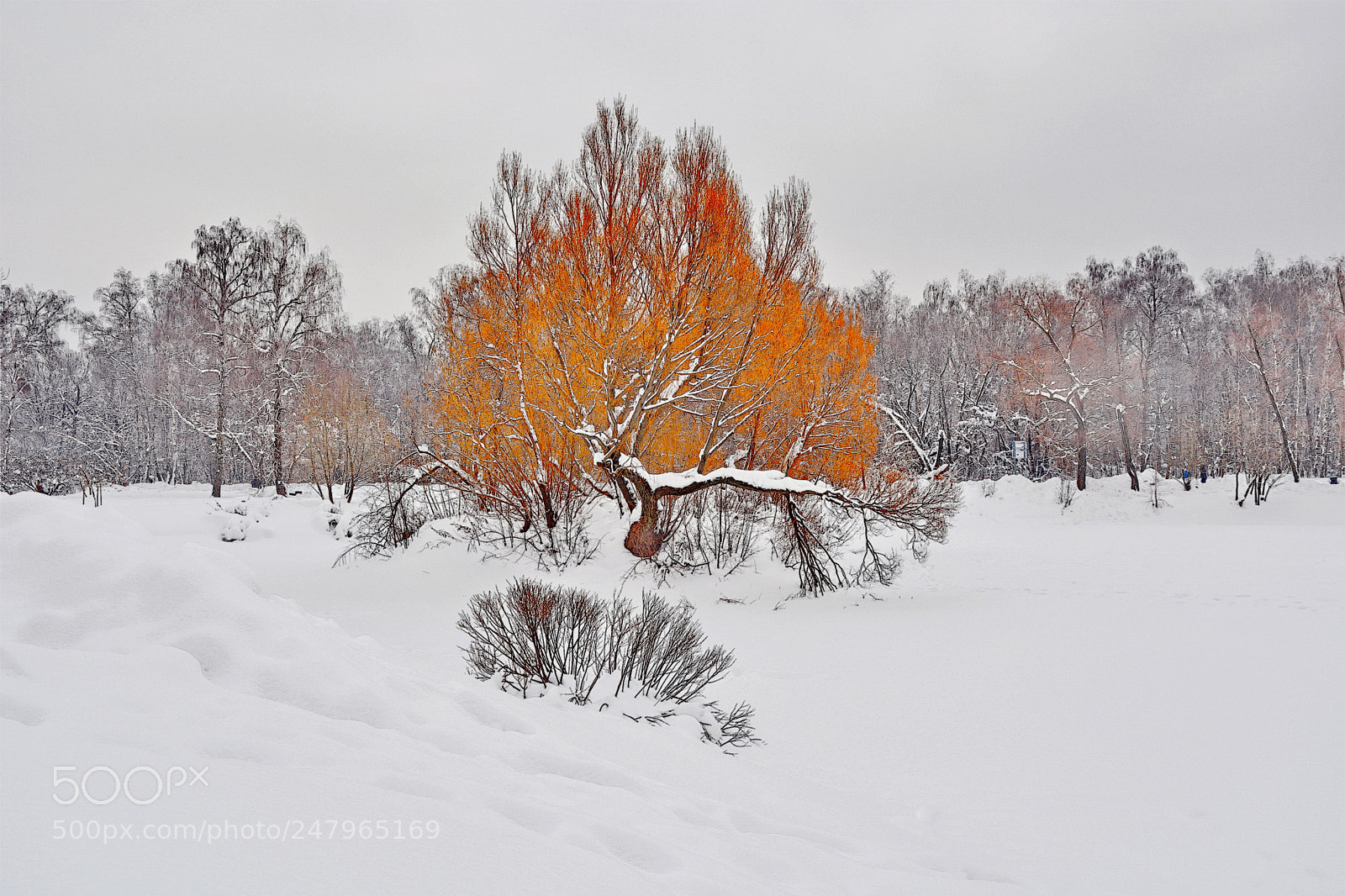 Nikon D5200 sample photo. Ordinary winter landscape photography