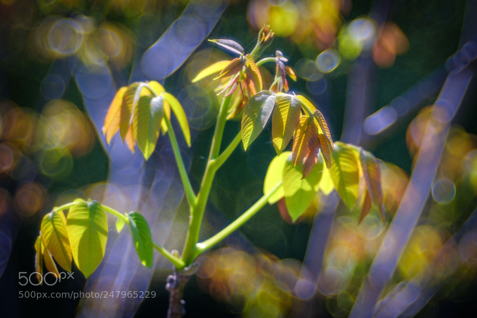 Fujifilm X-T2 sample photo. Meyer optik go rlitz photography
