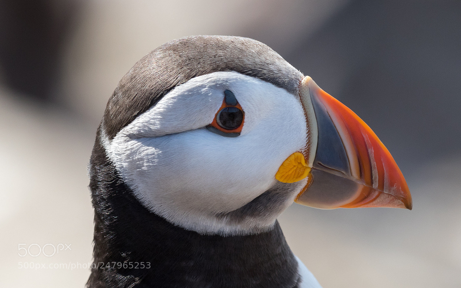 Canon EOS 7D Mark II sample photo. Puffin portrait photography