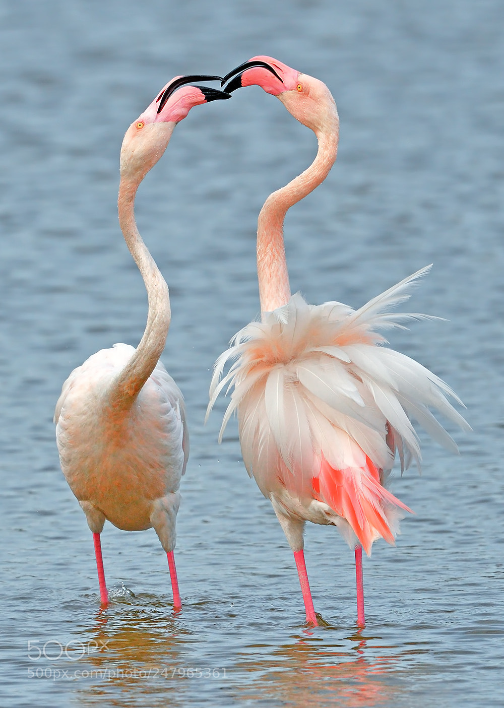 Nikon D500 sample photo. Kiss photography