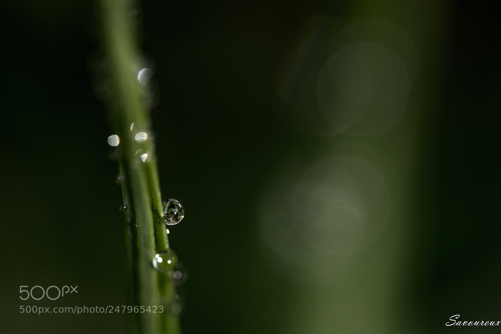 Nikon D5500 sample photo. *** photography