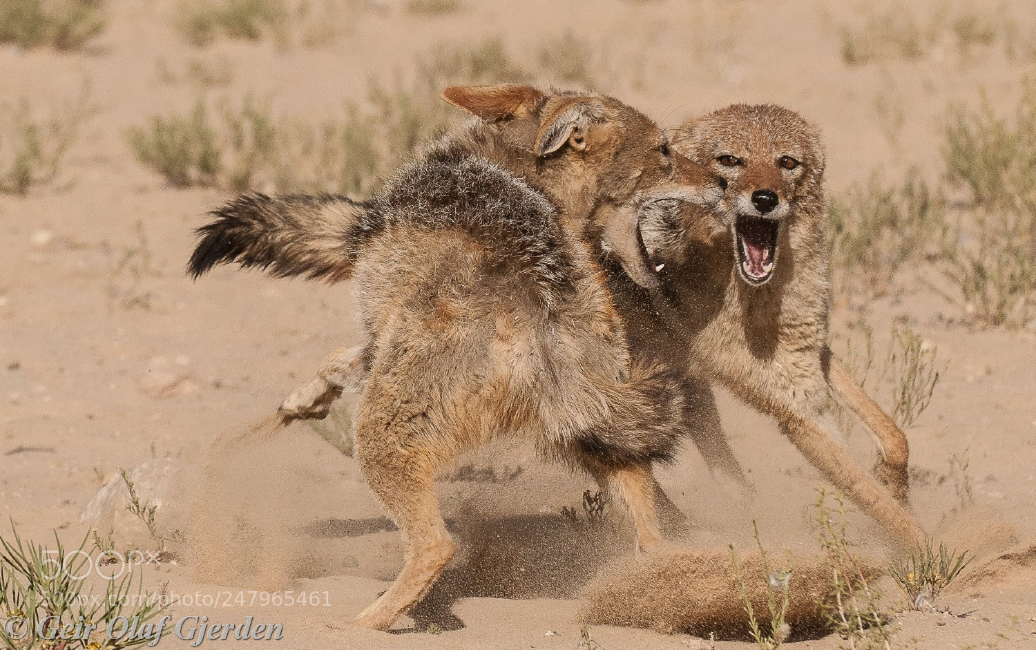 Nikon D300S sample photo. Black backed jackals fighting photography
