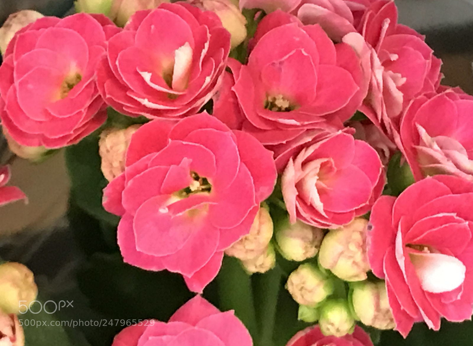 Apple iPhone 7 Plus sample photo. Pink photography