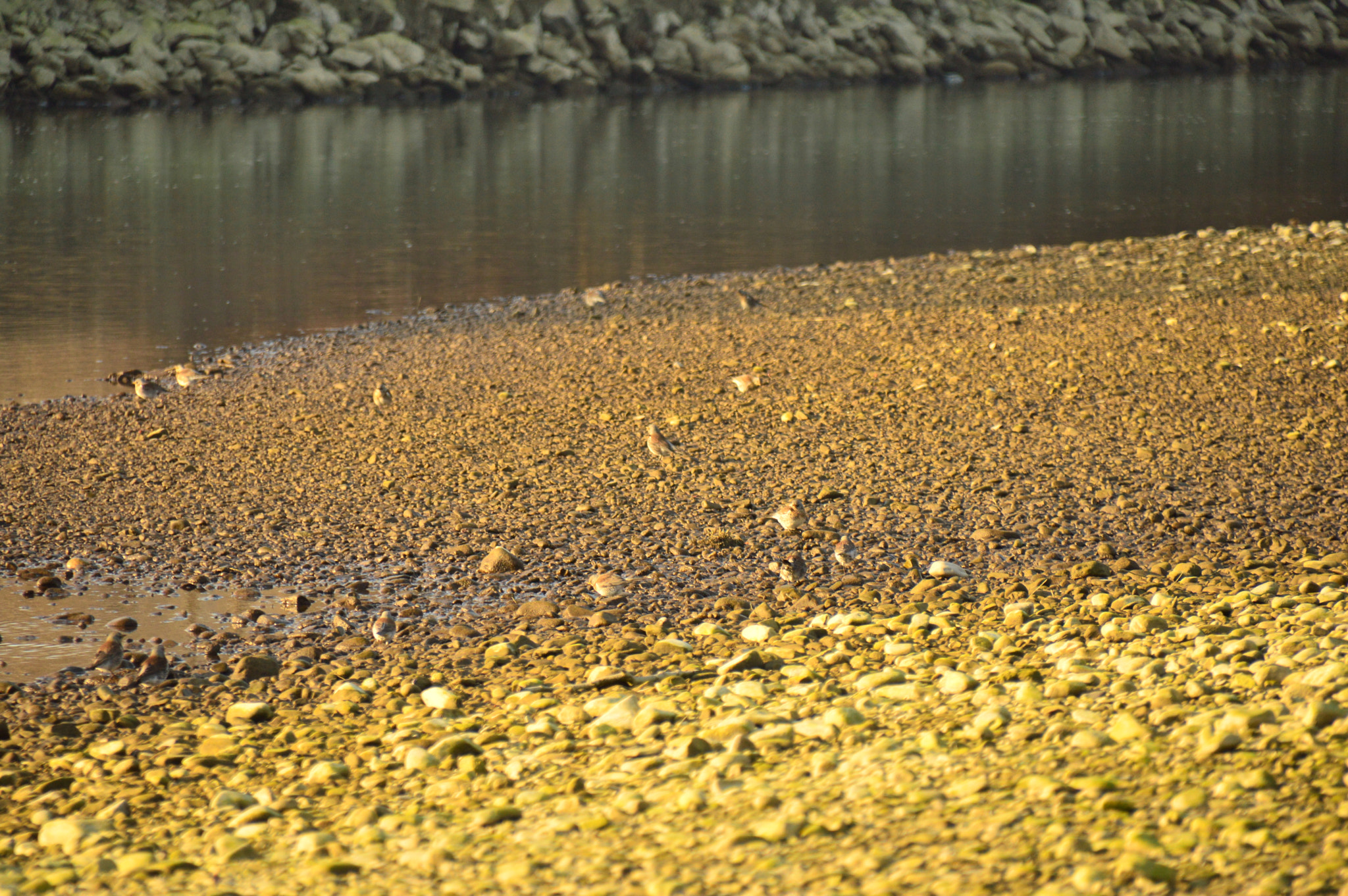 Sigma 18-250mm F3.5-6.3 DC Macro OS HSM sample photo. Hidden birds! photography