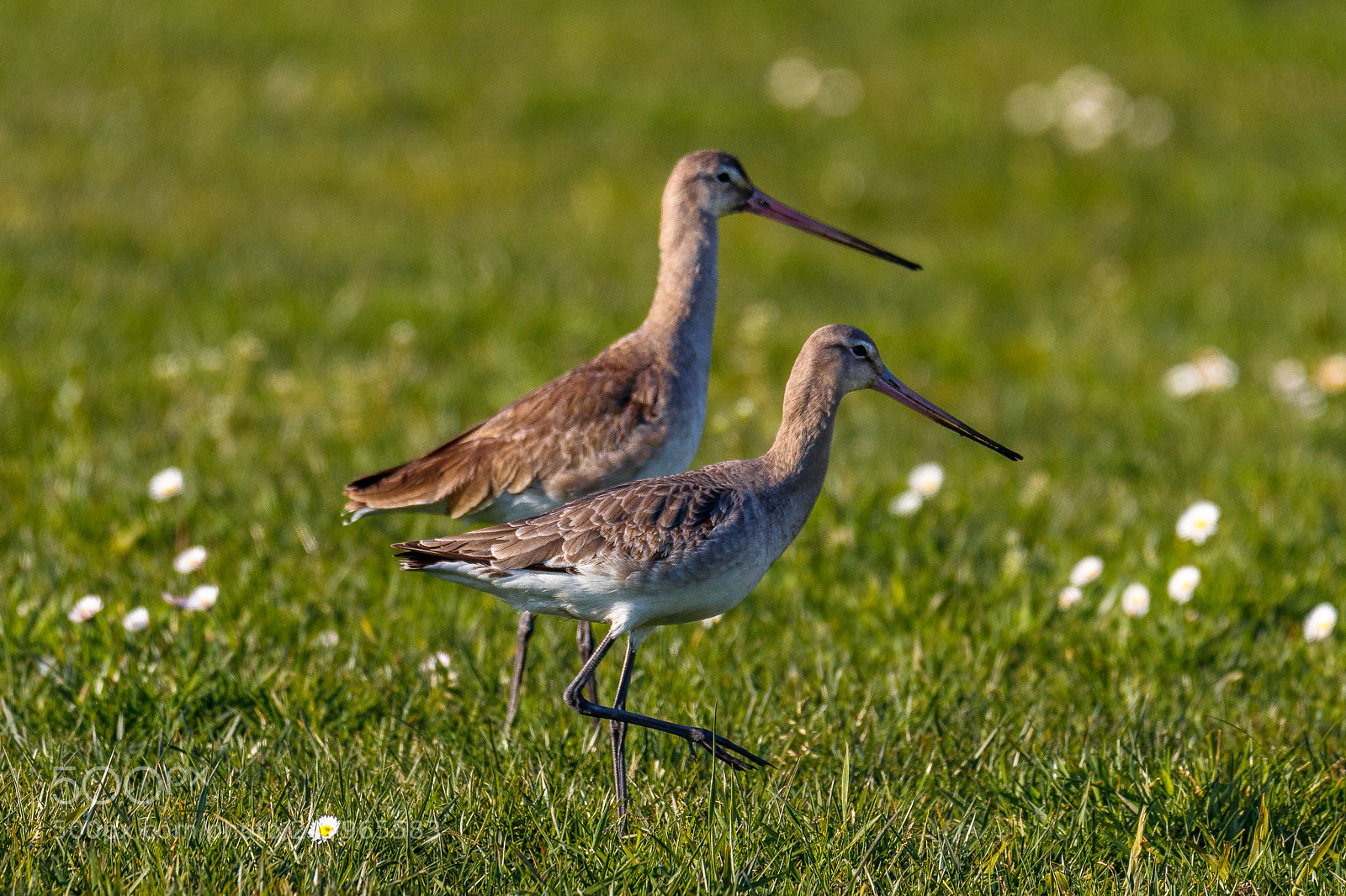 Canon EOS 80D sample photo. Black-tailed godwit photography