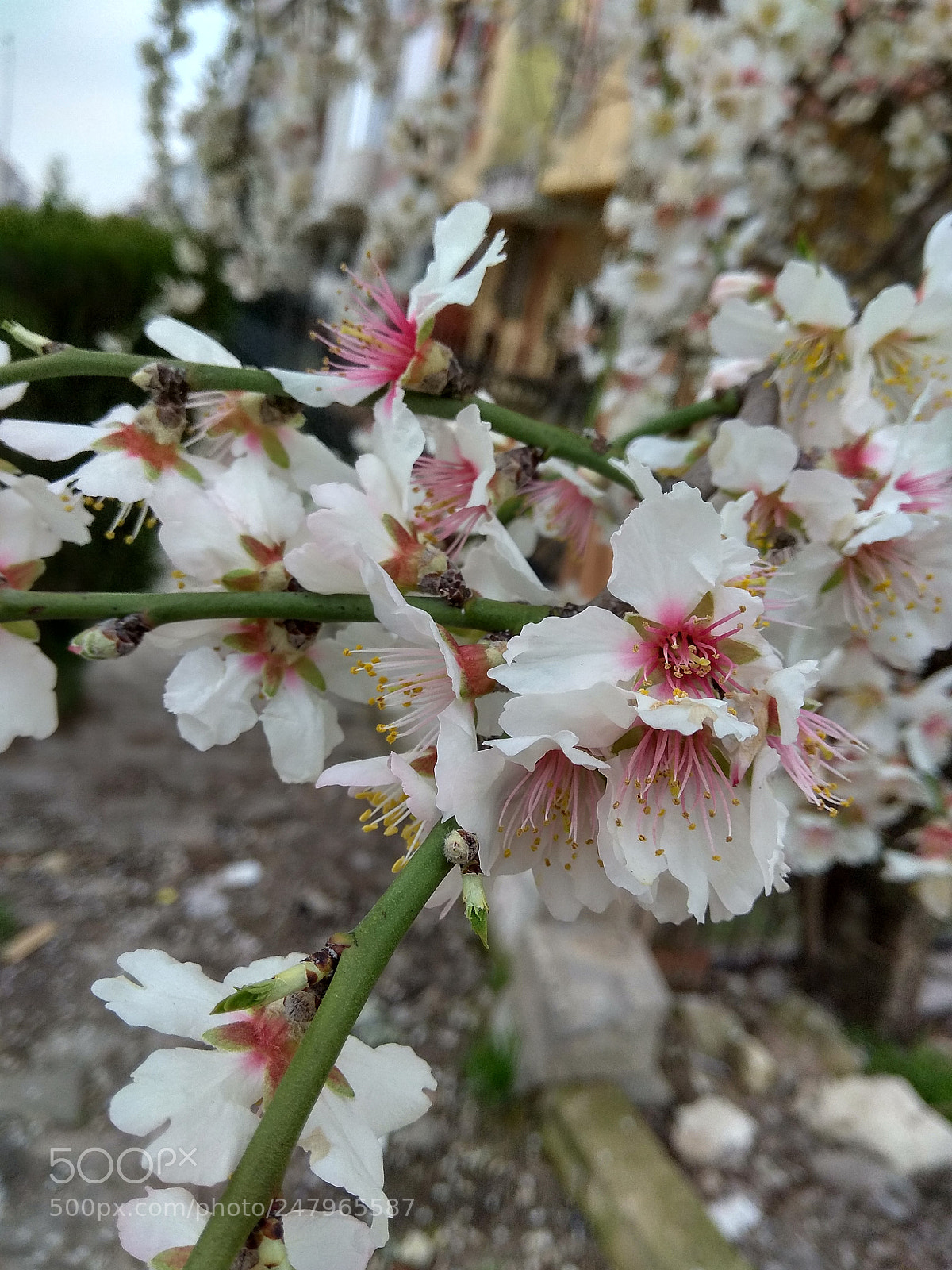 Xiaomi Redmi Note 4 sample photo. Untitled photography
