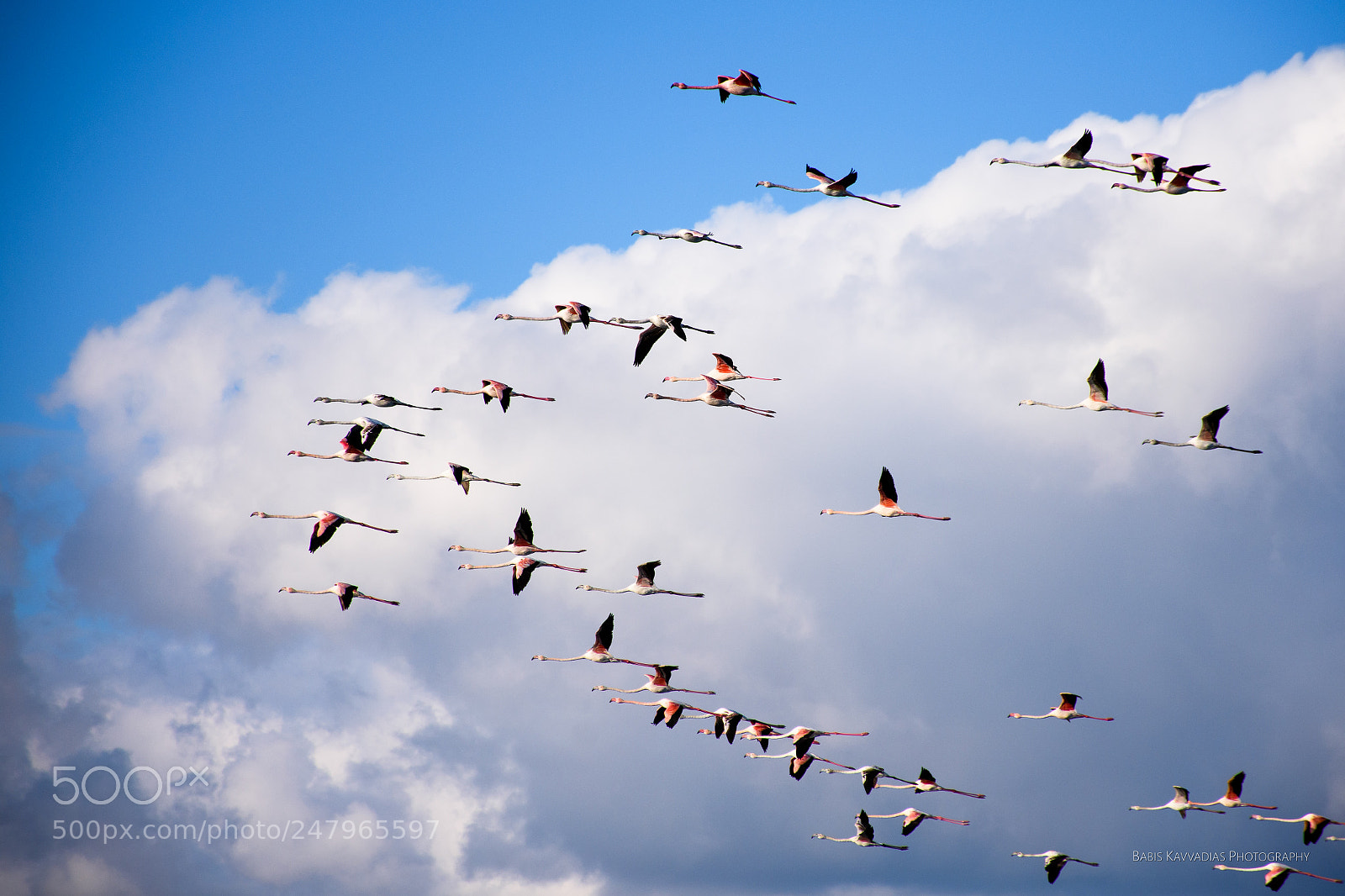 Nikon D7200 sample photo. Flamingos at alyki, egio photography