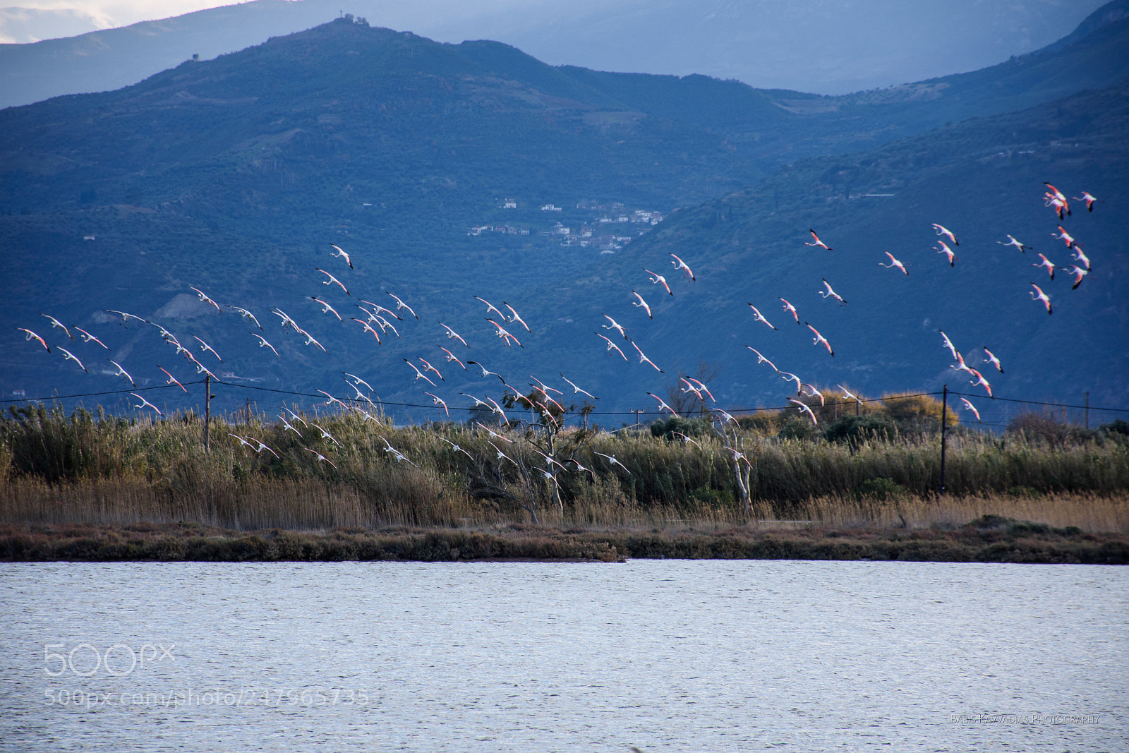 Nikon D7200 sample photo. Flamingos at alyki, egio photography