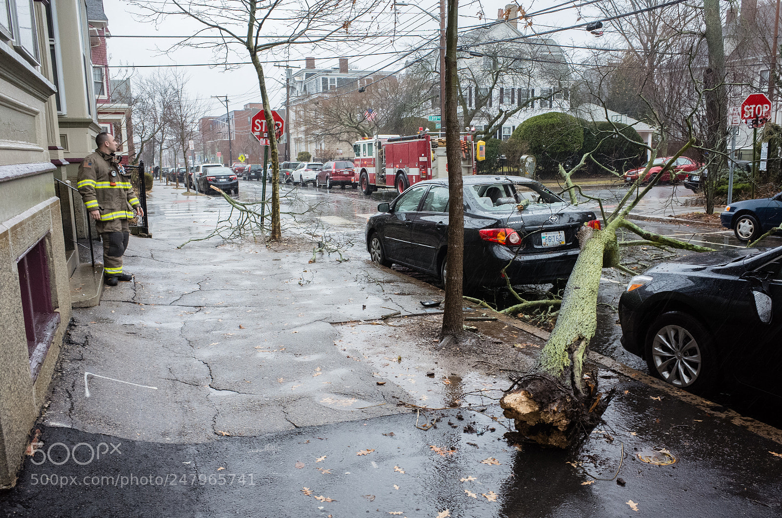 Ricoh GR II sample photo. Fallen tree photography