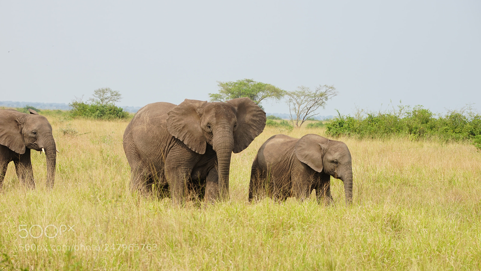 Sony a7 sample photo. Elephant in uganda photography