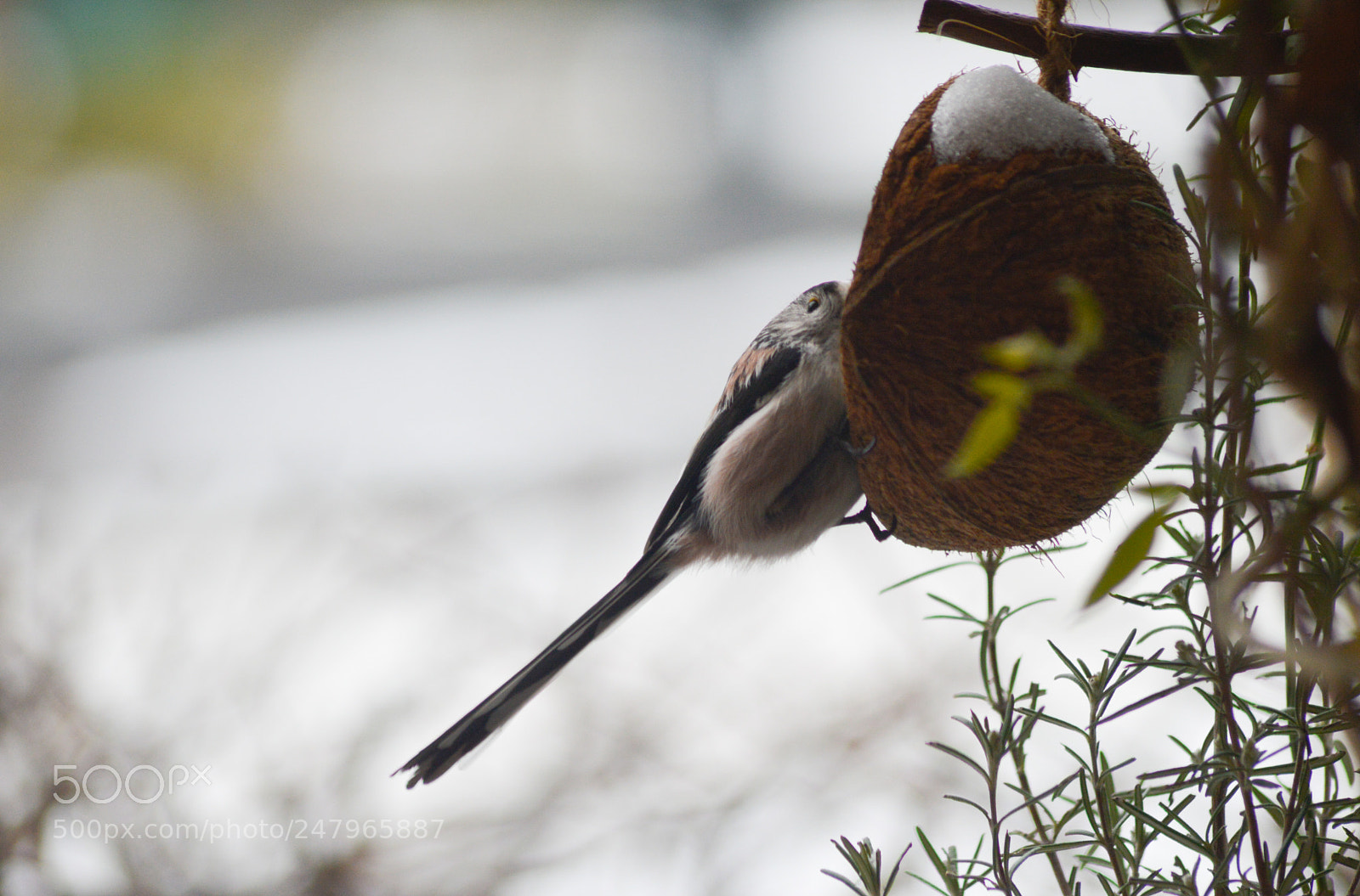 Nikon D3200 sample photo. Long tailed tit photography