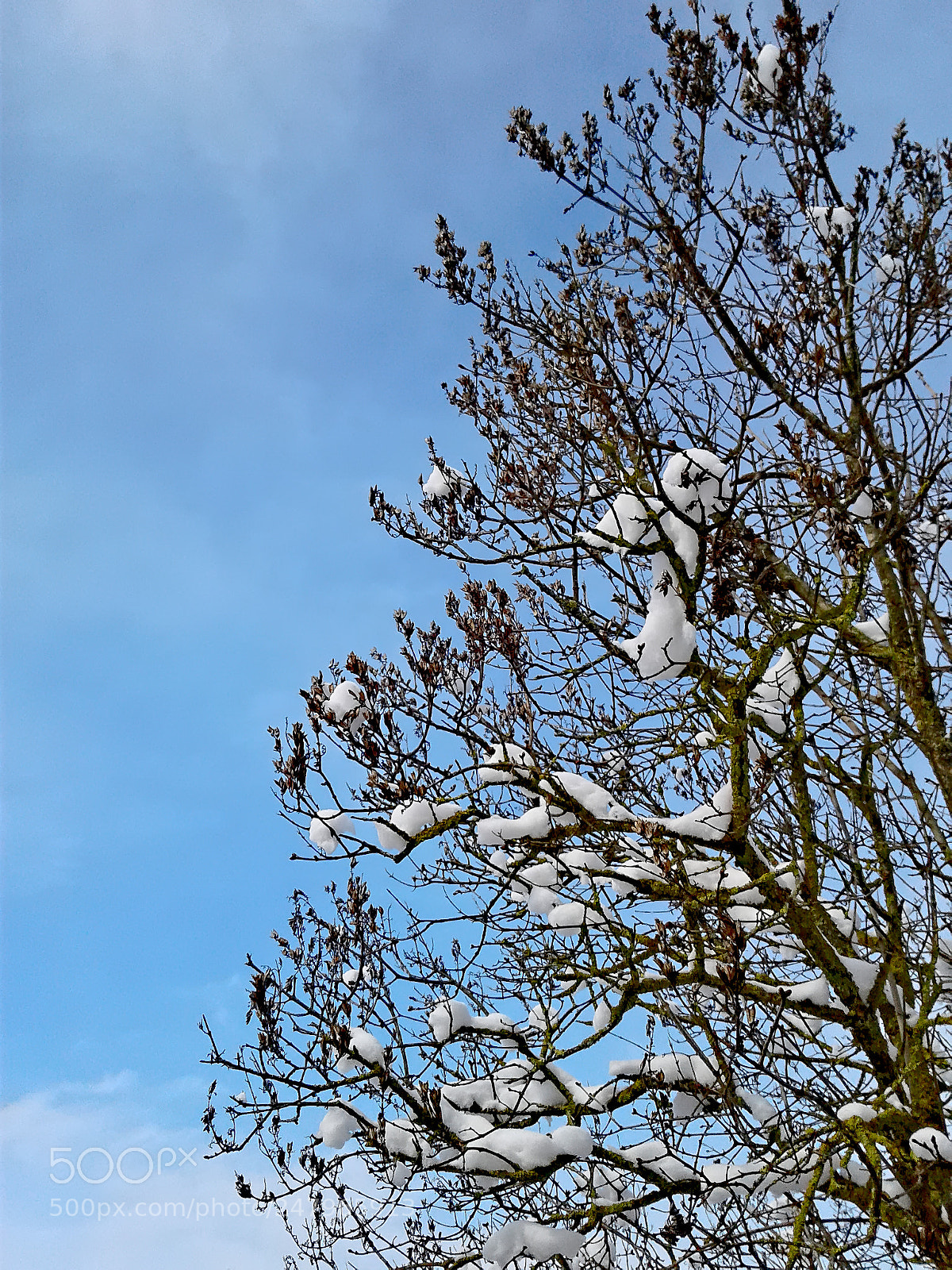 Samsung Galaxy J1 sample photo. Snow on branches photography