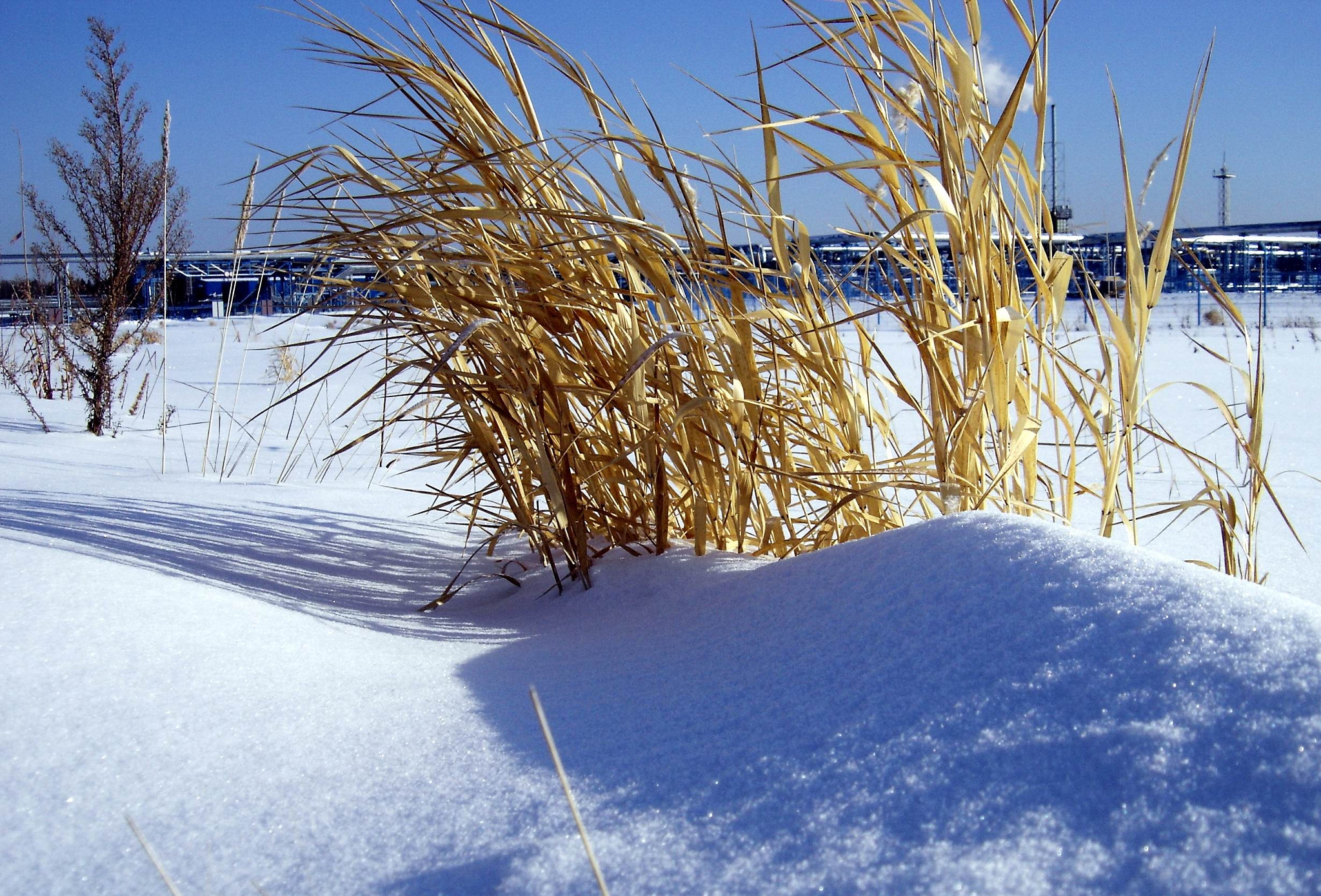 Sony DSC-P93 sample photo. Dry grass in the snow photography