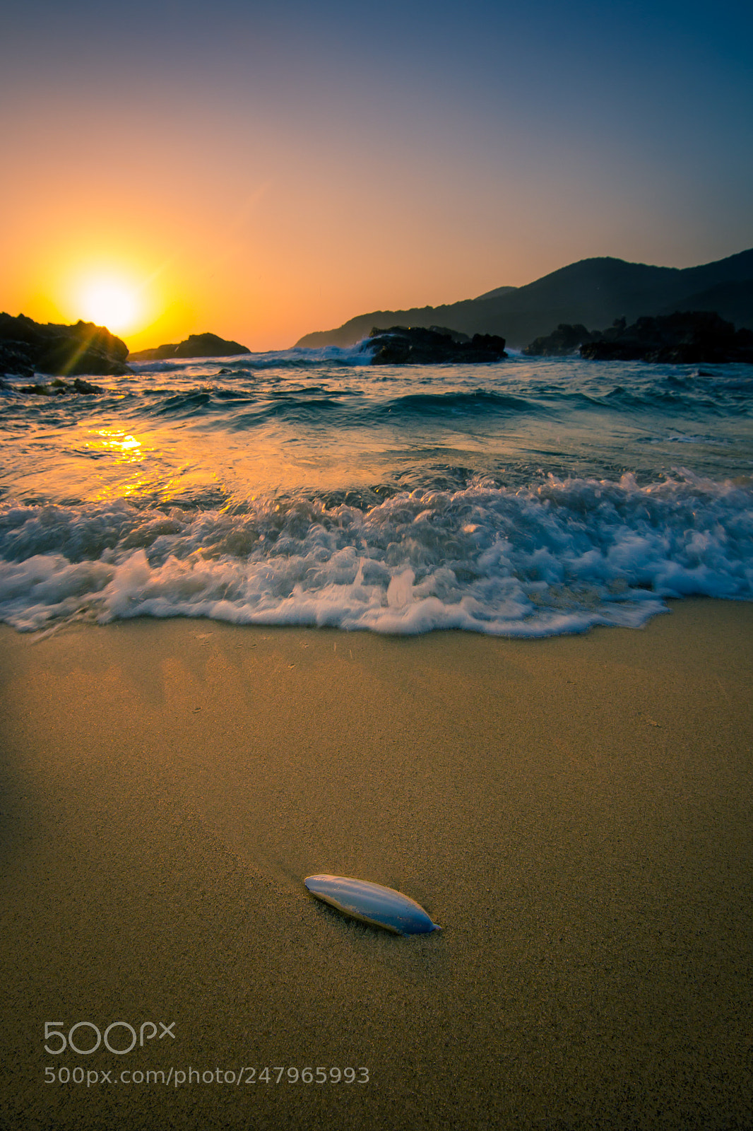 Canon EOS 60D sample photo. Cuttlefish photography