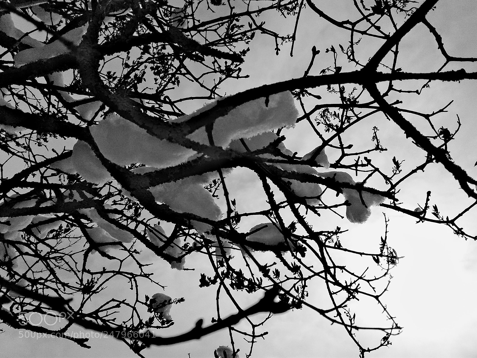 Samsung Galaxy J1 sample photo. Snow on branches photography